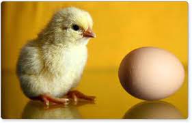 Poultry Hatching Services 2